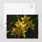Gelbe Orchideen Postkarte (Vorne/Hinten)
