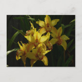 Gelbe Orchideen Postkarte (Vorderseite)
