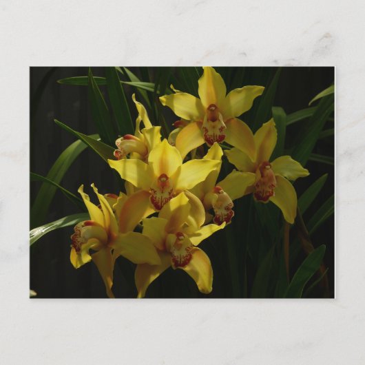 Gelbe Orchideen Postkarte (Vorderseite)
