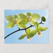 Gelbe Orchideen Postkarte (Vorderseite)
