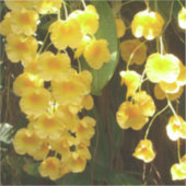 Gelbe Orchideen - tropische Blume Aufkleber (Vorderseite)