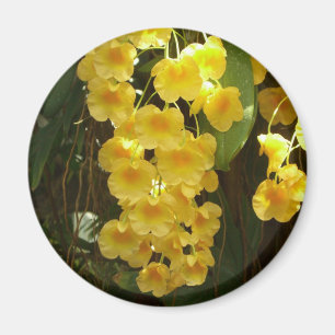 Gelbe Orchideen - tropische Blume Magnet