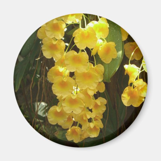 Gelbe Orchideen - tropische Blume Magnet (Vorne)