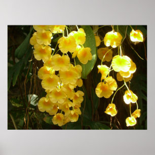 Gelbe Orchideen - tropische Blume Poster