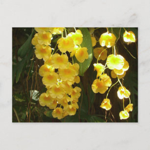 Gelbe Orchideen - tropische Blume Postkarte