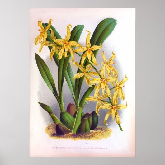 Gelbe Orchideen Vintag Odontoglossun Oratum Poster (Vorne)