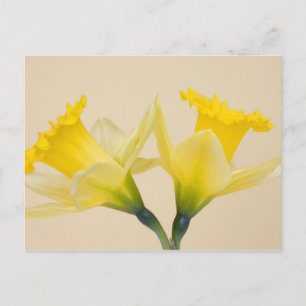 Gelbe Osterglocken Postkarte
