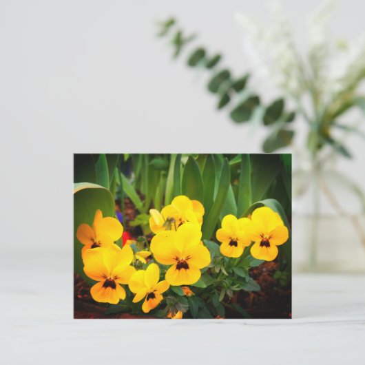 Gelbe Pansy #1 Postkarte (Stehend Vorderseite)