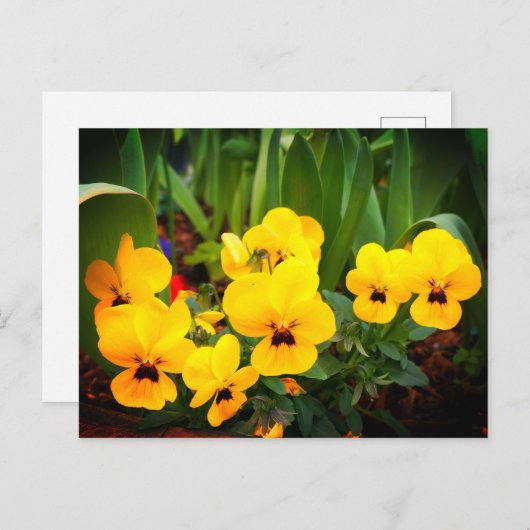 Gelbe Pansy #1 Postkarte (Vorne/Hinten)