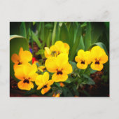 Gelbe Pansy #1 Postkarte (Vorderseite)