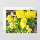 Gelbe Pansy Blume Foto Postkarte (Vorne/Hinten)