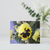 Gelbe Pansy Blume Postkarte (Stehend Vorderseite)
