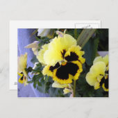 Gelbe Pansy Blume Postkarte (Vorne/Hinten)