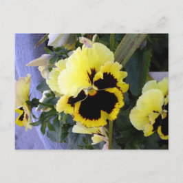 Gelbe Pansy Blume Postkarte