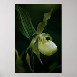 Gelbe Pantoffelblume Poster