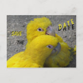 Gelbe Papageien Save the Date Postkarte (Vorderseite)