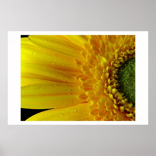 Gelbe Petalen Poster (Vorne)