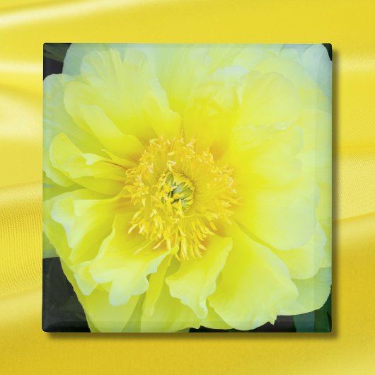 Gelbe Pfingstrose Magnet