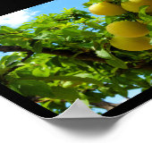 Gelbe Pflaumen Blauer Himmel Poster (Ecke)