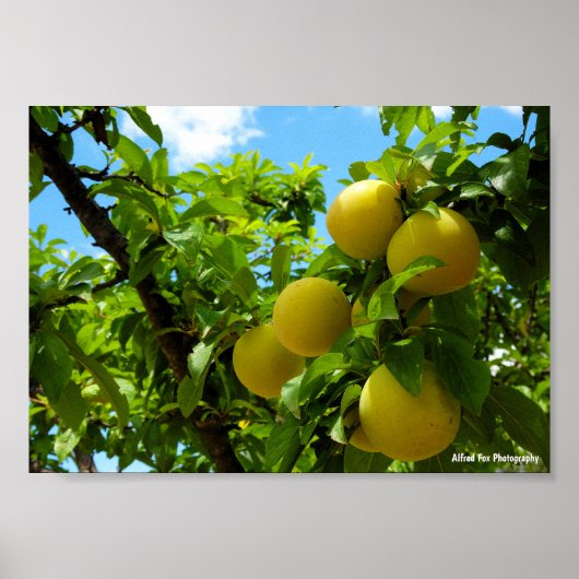 Gelbe Pflaumen Blauer Himmel Poster (Vorne)