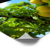 Gelbe Pflaumen Blauer Himmel Poster (Ecke)