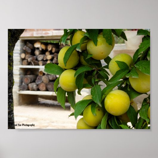 Gelbe Pflaumen Rustikales Holz Poster (Vorne)