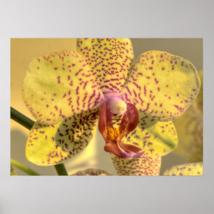 Gelbe Phalaenopsis Lila Punkte Poster
