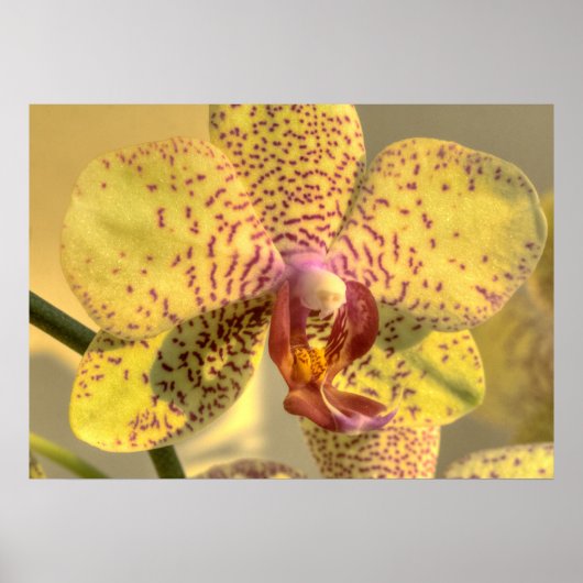 Gelbe Phalaenopsis Lila Punkte Poster (Vorne)