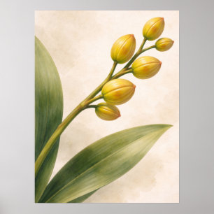 Gelbe Phalaenopsis-Orchideenknospen Botanisch Poster