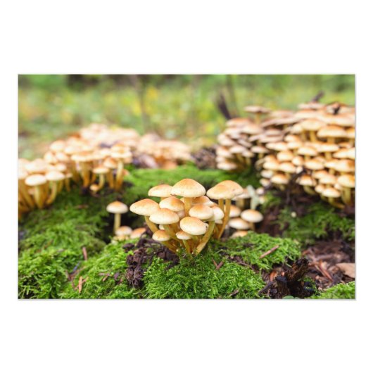 Gelbe Pilze im Herbstwald. Fotodruck (Vorne)