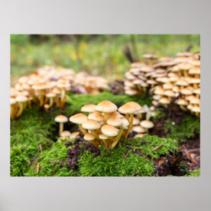 Gelbe Pilze im Herbstwald. Poster