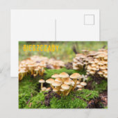 Gelbe Pilze im Herbstwald. Postkarte (Vorne/Hinten)