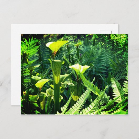 Gelbe Pitcher-Pflanze Postkarte (Vorne/Hinten)