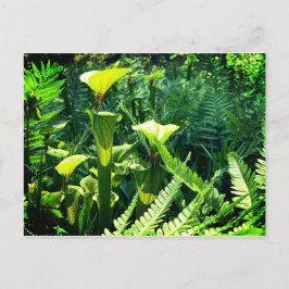 Gelbe Pitcher-Pflanze Postkarte