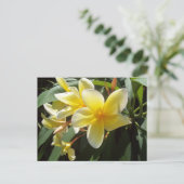 Gelbe Plumeria Blume Postkarte (Stehend Vorderseite)