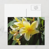 Gelbe Plumeria Blume Postkarte (Vorne/Hinten)