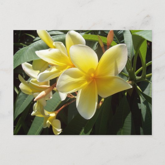 Gelbe Plumeria Blume Postkarte (Vorderseite)