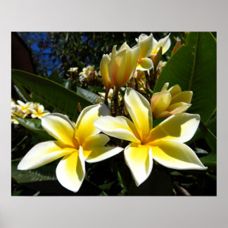Gelbe Plumeria-Blüten Foto Druck Poster