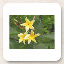 Gelbe Plumeria-Botanikblume
