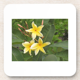 Gelbe Plumeria-Botanikblume Getränkeuntersetzer