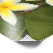 Gelbe Plumeria Fotodruck (Ecke)