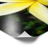 Gelbe Plumeria Fotodruck (Ecke)