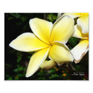 Gelbe Plumeria Fotodruck
