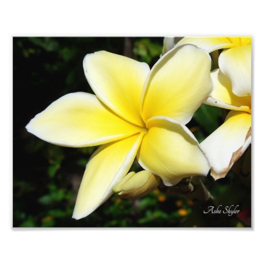 Gelbe Plumeria Fotodruck (Vorne)