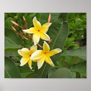 Gelbe Plumeria-Tropenblumen-Fotografie Poster