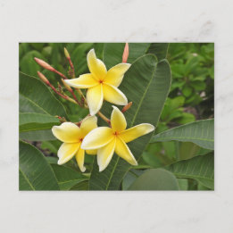 Gelbe Plumeria-Tropenblumen-Fotografie Postkarte