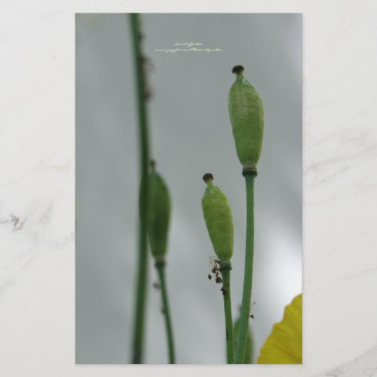 Gelbe Poppies Shade 11 personalisiert Stationery Briefpapier (Vorderseite)