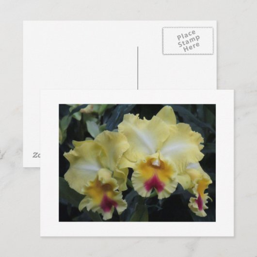 Gelbe Postkarte (Vorne/Hinten)