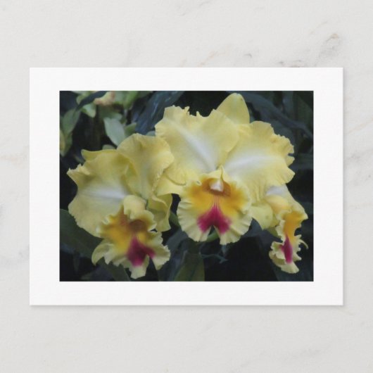 Gelbe Postkarte (Vorderseite)