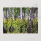 Gelbe Postkarten (Vorderseite)